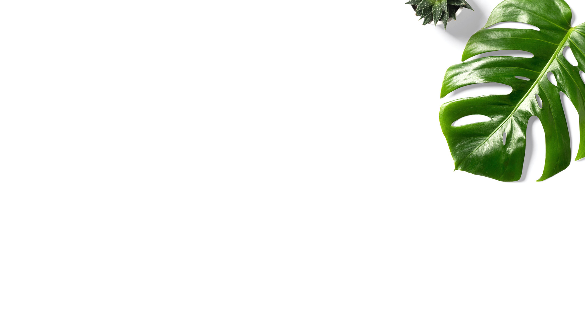Monstera-Blatt vor weißem Hintergrund